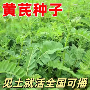 �S�ηN�Ӷ�������ș�ķNֲ���в�șș�����ԷN��ș���S�ηNֲ�N��