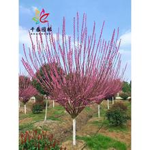 t÷ԭtСͥԺ@ͺGLԾG÷