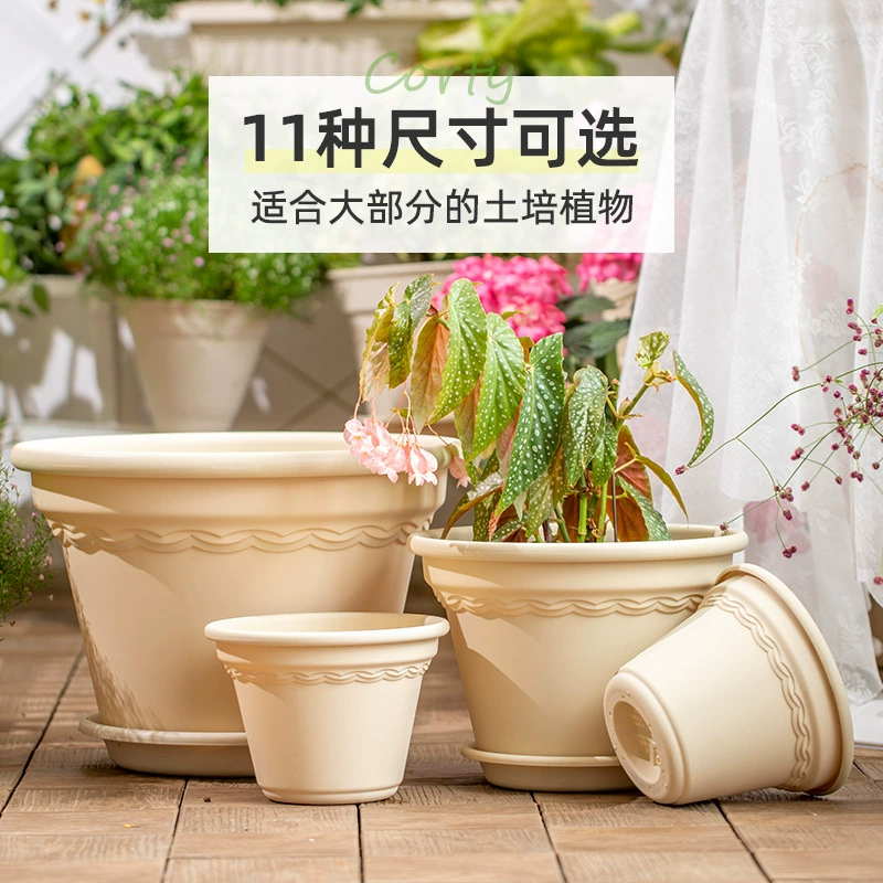 Алиса цветочный горшок торт чашка роза мясистая