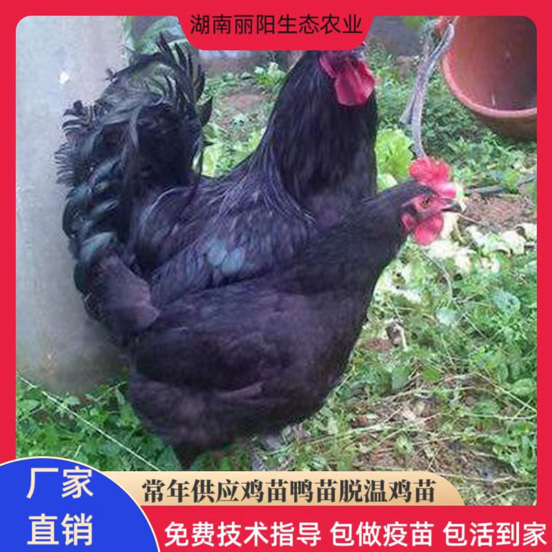 黑羽绿壳蛋鸡苗小鸡苗活体孵化场直卖五黑鸡苗三黄土鸡仔散养土鸡