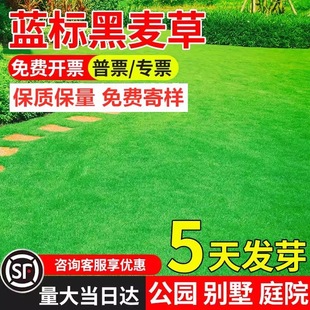 Perennial Ryegrass, Evergreen Park Courtyard Greening, Dog Tooth Root, No Pruning, Cold-Resistant and Drought-Resistant Engineering Greening