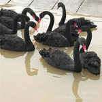 山东哪里有卖黑天鹅活体幼苗 黑天鹅苗多少钱一只 珍禽养殖基地