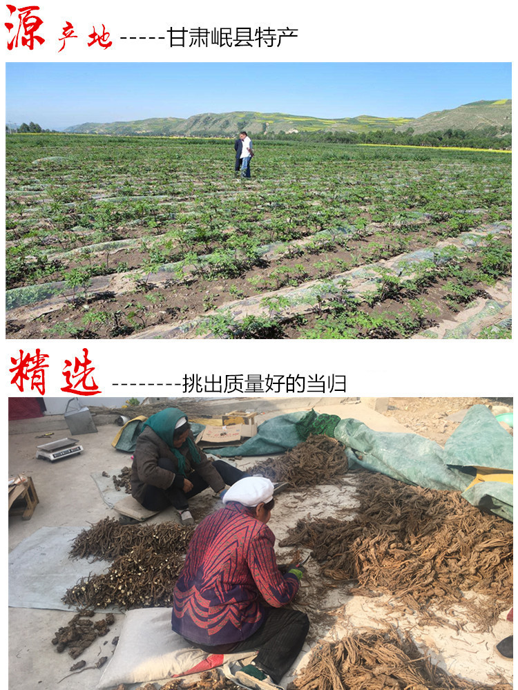 Premium Dried Angelica Root Slices 500g Gansu Minxian New Crop Whole Angelica Head Slices for Herbal Soup and Decoction overview