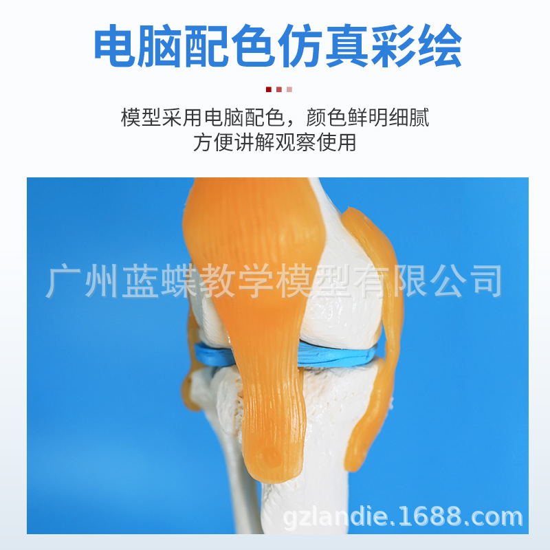 ��ѧ170CMȫ���������ģ�͸������ʹ������٤�ؽڿɲ�ṹ�Ǽ�