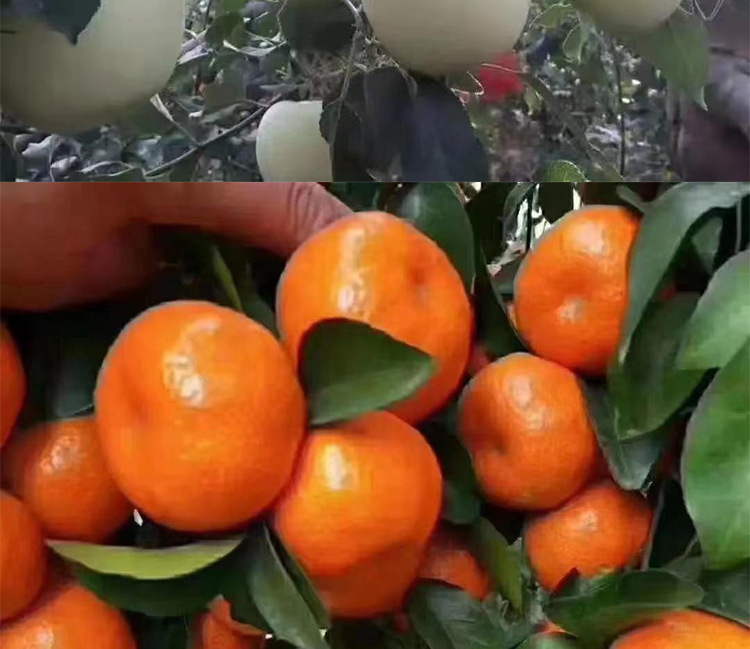 O1CN01KytvsH2KaUT4iJZS7_!!2215