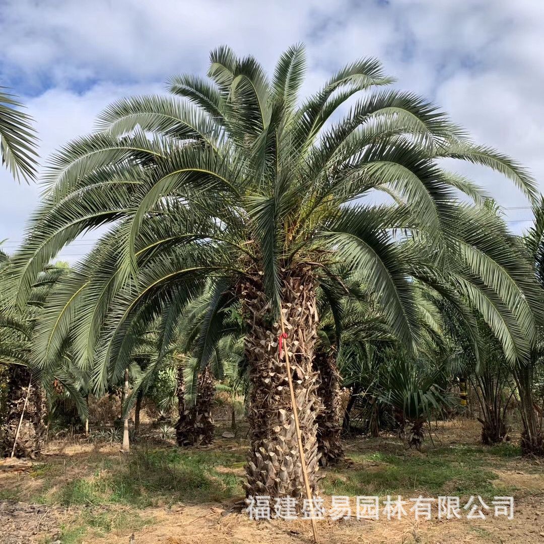 湖南加拿利海枣 海枣头福建加拿利海枣批发 加拿利海枣树基地直供-阿里巴巴