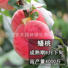 Ѫ��������ˮ��Ѫ��Ҽt��������Ѫ�����ɫ�Ҙ����ϱ����Nֲ