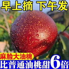 油桃黄心5斤应季大桃子新鲜水果当季水蜜桃整箱孕妇脆蜜桃时令