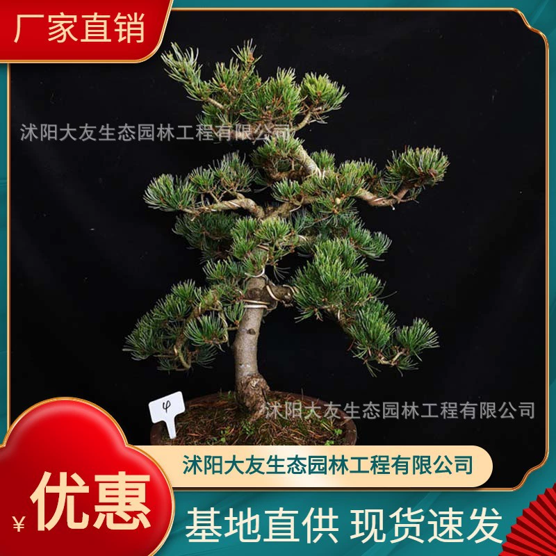 База Оптовая Продажа Саженцы сосны Осаки собственного производства Япония Живописный район сосны Осака Ландшафтный дизайн Дорожный садовый проект Зеленый