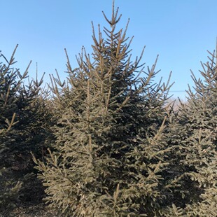 ��Ǫ�ɼ�tƤ�ɼ����Ǫ1��7���ɼ���͘����ֱ���ɼ�L���}�Q��