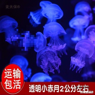 Wholesale 100 Pieces of Ornamental Live Non-Toxic Sea Moon Jellyfish 2/3cm Jellyfish Live Ornamental Jellyfish Metabo
