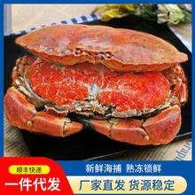 大号面包蟹新鲜速冻海捕带黄带膏熟冻螃蟹黄金蟹商用海鲜水产批发