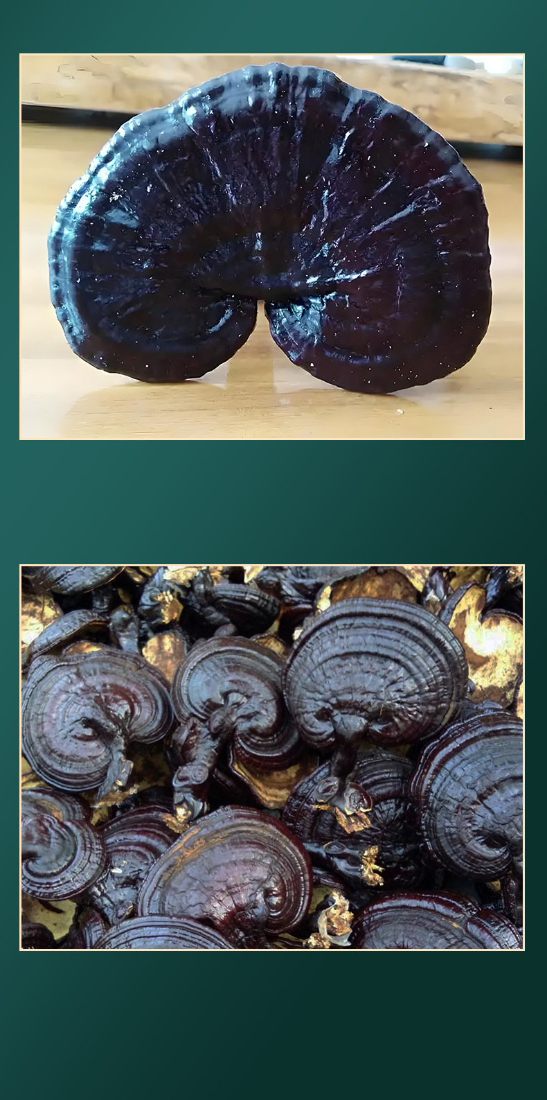 Black Reishi Mushroom Dried Slices Rich Mushroom Aroma for Tea Wine and Soup quality and texture