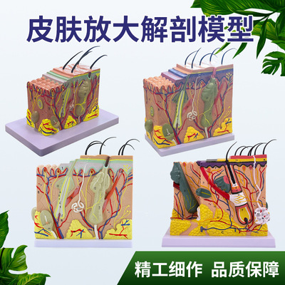 35倍50倍70倍人体皮肤组织结构放大解剖模型医学美容整形模型|ms
