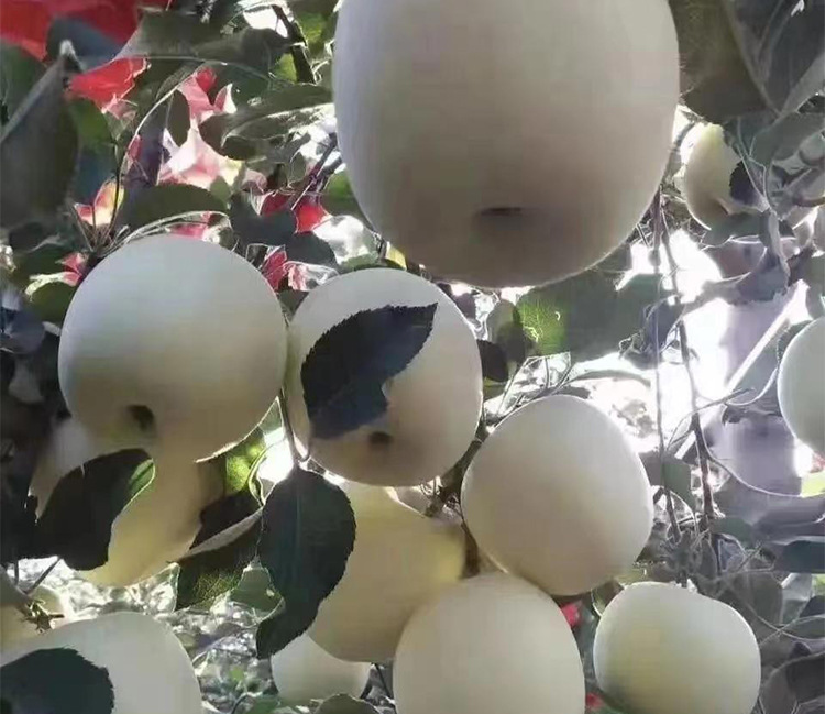 O1CN01XZJVjx2KaUT1P2lBU_!!2215