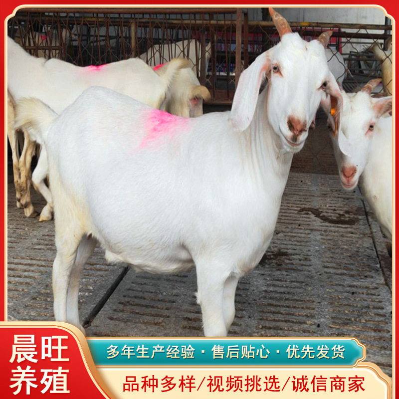 福建泉州哪里有卖黑山羊品种的努比亚黑山羊长势快波尔山羊价格