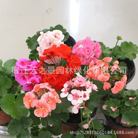 盆栽;种子;树苗