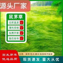 正宗鼠茅草种子果园绿肥以草治草抑制杂草鼠茅草草籽四季青绿肥