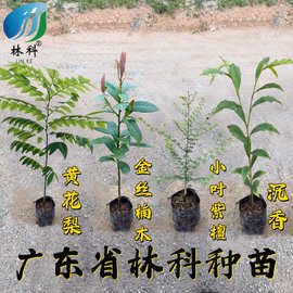 名贵苗木金丝楠木树苗正宗奇楠沉香珍稀小叶紫檀海南黄花梨苗批发