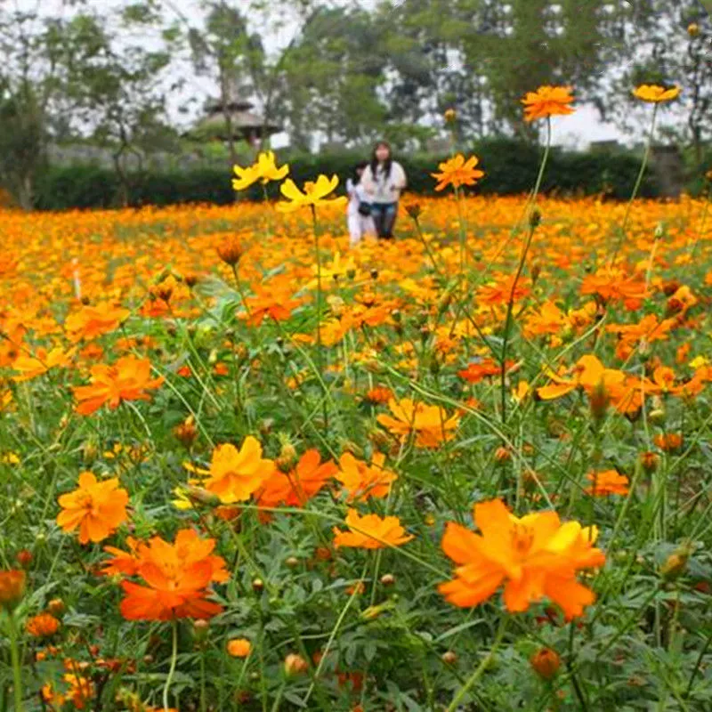 Семена хризантемы серы желтый Космос Хризантема желтый Qiuying семена цветов четыре сезона легко расти бесплодная Открытый Пейзаж озеленение цветы
