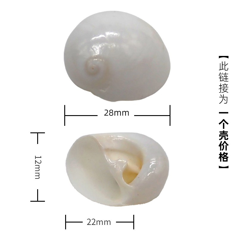 x03 작은 고양이 눈 달팽이는 2-3cm 크기의 게에 적합합니다.