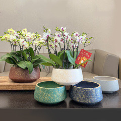 胡蝶蘭の植木鉢の卸売りの高級な陶磁器の植木鉢の大きいサイズの組み合わせの盛り合わせの鉢の軽い豪華な蘭の植木鉢の専用の鉢