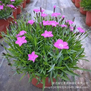 �伾���޸����ܚWʯ����С�^���@�G�����̿�������������