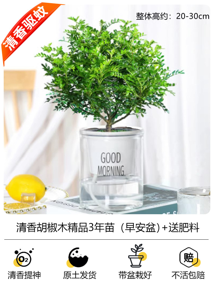 프리미엄 3년근 모기향기 + [굿모닝 세면대] + 무비료