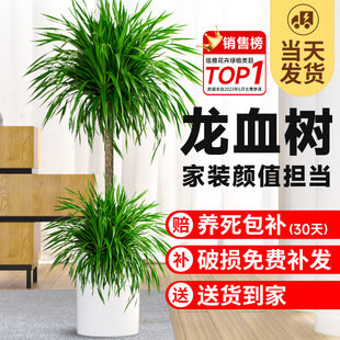 ��Ѫ�����ԾGֲ�҃ȴ��Ϳ͏d���辰�滨���F��횘��k�������ֲ��