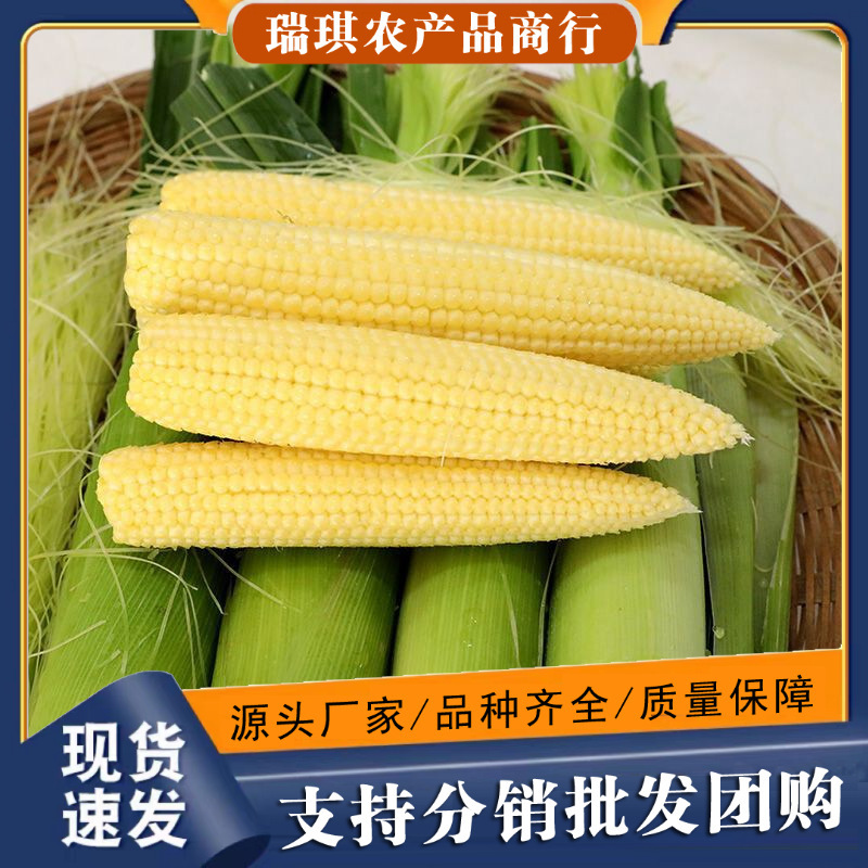 Freshly Picked Corn Shoots, New Tiancheng 3 Vegetables and Fruits, Fresh Corn, Free Shipping, Fresh and Tender Small Corn Freshly Picked Corn Shoots, New Tiancheng 3 Vegetables and Fruits, Fresh Corn, Free Shipping, Fresh and Tender Small Corn