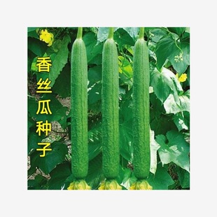 Fragrant loofah seeds fragrant tender high-yield flesh loofah seeds resistant to old eight-sided loofah seeds melon fruit spring and summer sowing water melon seeds