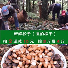 【云南生的，新鲜松子】云南2024年新鲜薄皮松子500克