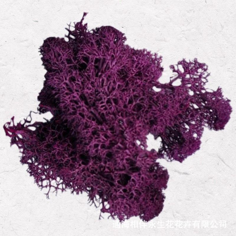 Dark Purple·Eternal Moss