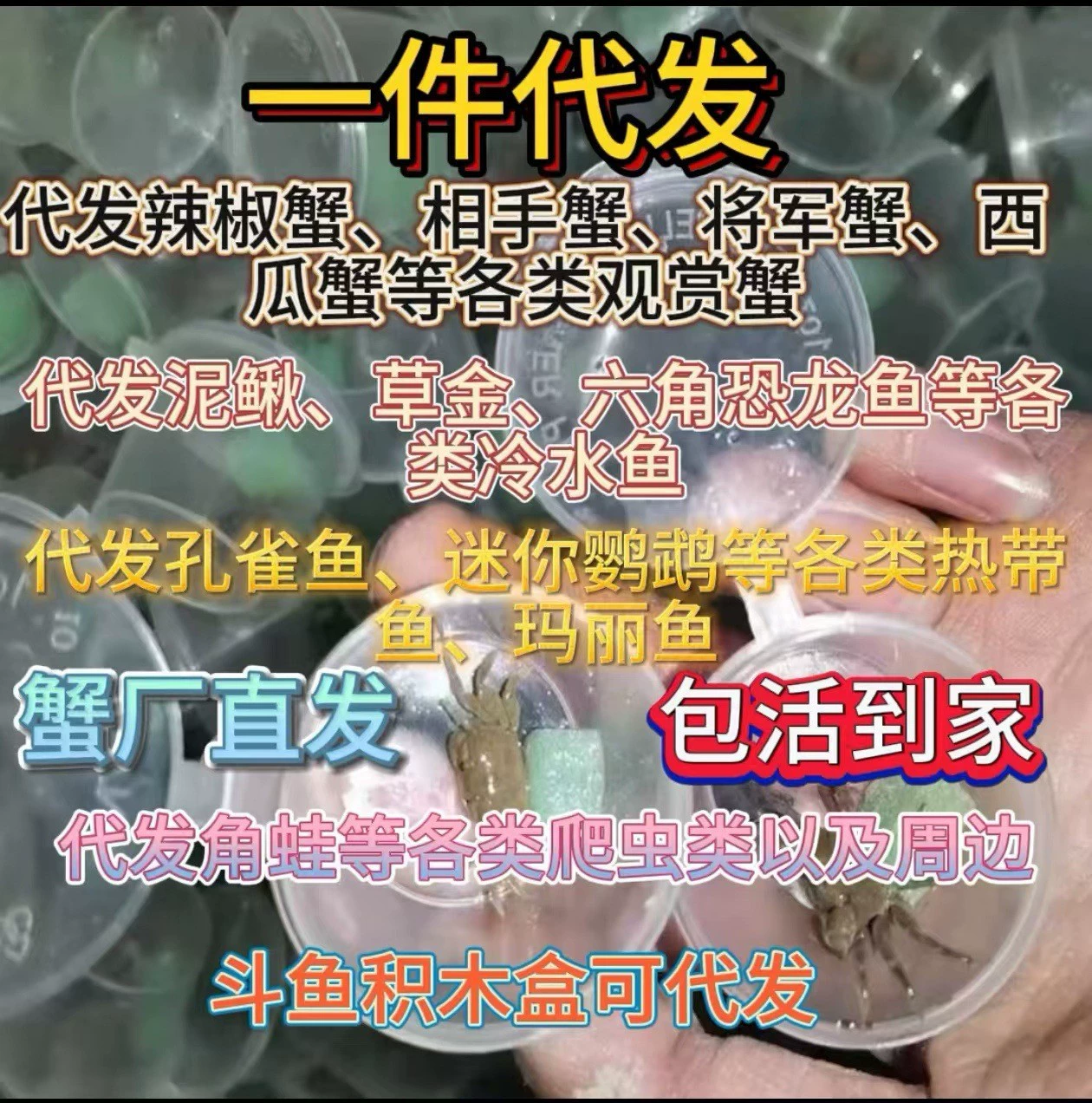 Чили-крабы-крабы-крабы-крабы-крабы-крабы оптовые продажи