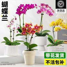 ��Ʒ�����m�r�������҃Ⱥ��Bֲ�ﻨ���p�������p�ݸ߼��к������m