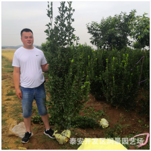 �������S�����r�� ����������DƬ ���~�S��������l