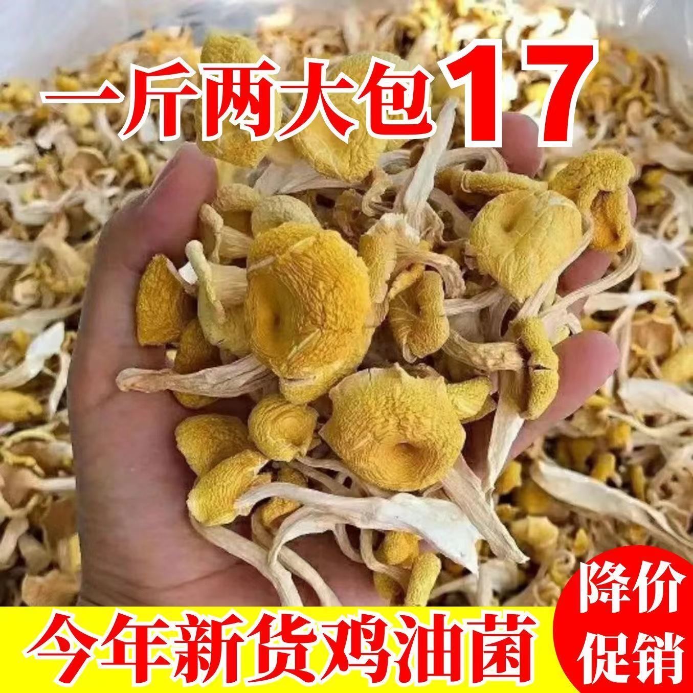 鸡油菌干货500克云南菌子新鲜榆黄蘑干菇菌菇煲汤香菇菌磨菇类