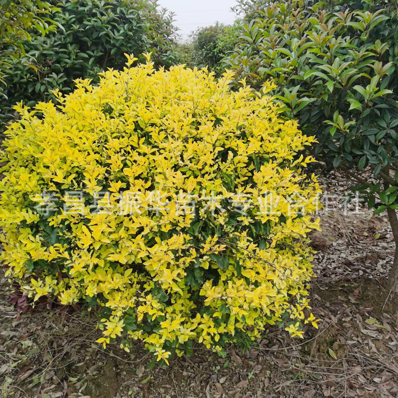 227820e501391475fa8d1ad84081f1