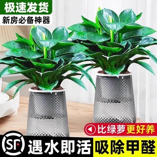 Gold Diamond Potted Plant Office Indoor Hydroponic Plant Desktop Good Flowers and Fleshy Living Room New House Absorbs Formaldehyde Green Plants