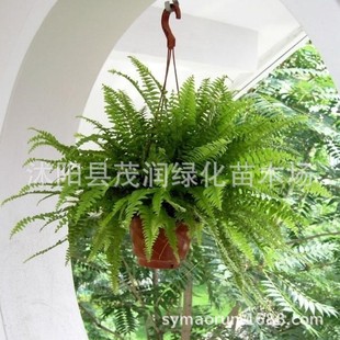Indoor Potted Centipede Grass Has High Ornamental Value, Kidney Fern Potted Boston Fern Evergreen Green Plant