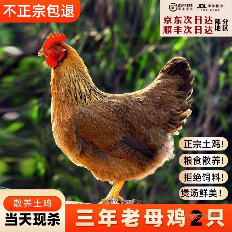 正宗3年农家散养老母鸡土鸡活鸡现杀走地鸡跑山鸡孕妇月子鸡整只