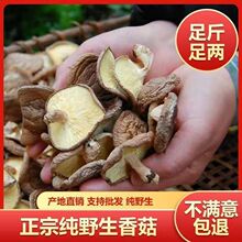 野生香菇无硫干香菇云南特产新鲜天然正宗香信菇蘑菇小香菇