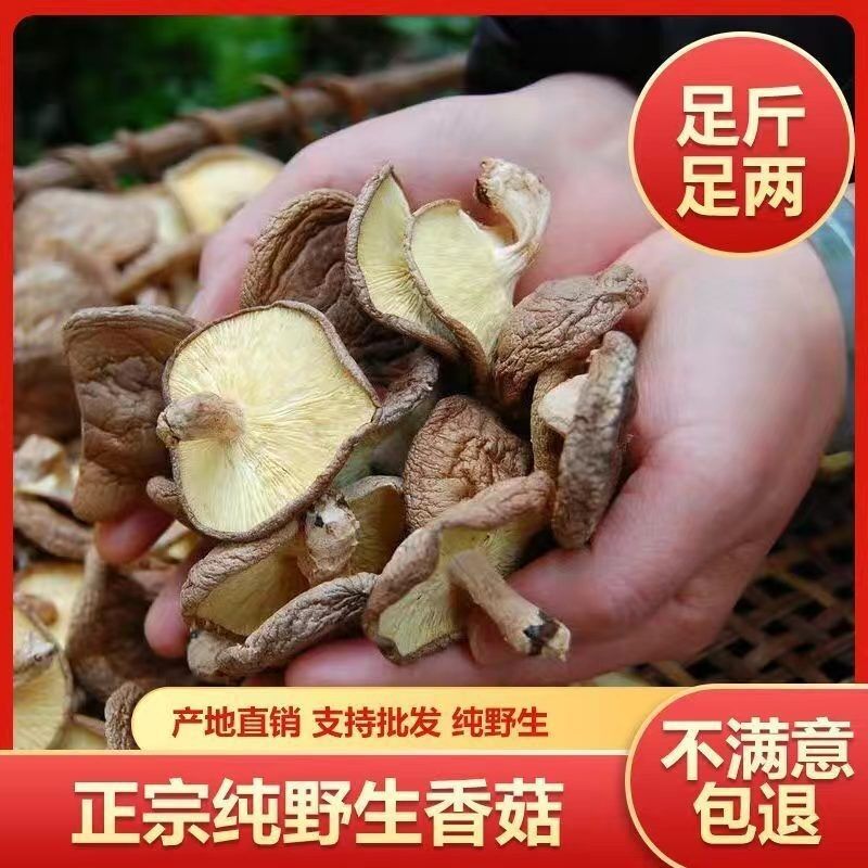 野生香菇无硫干香菇云南特产新鲜天然正宗香信菇蘑菇小香菇