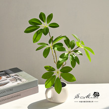 ������X�~�辰����Ҿ��҃��b�Ʒ���滨ֲ������پGֲ���Ԕ[��