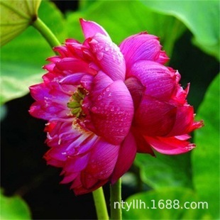 �ɻ�������ˮ�Bɏź�N����ʳ��ź�Nź��ɏ����ɏ�Nźˮ��ֲ���ļ�