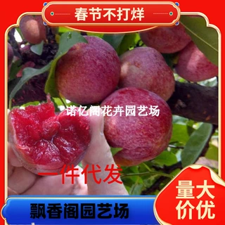 一件代发蜂糖李子树苗清脆空心红嫁接蜂蜜李子苗脱骨蜜糖李树苗