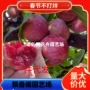 嫁接空心李子蜂糖李树苗