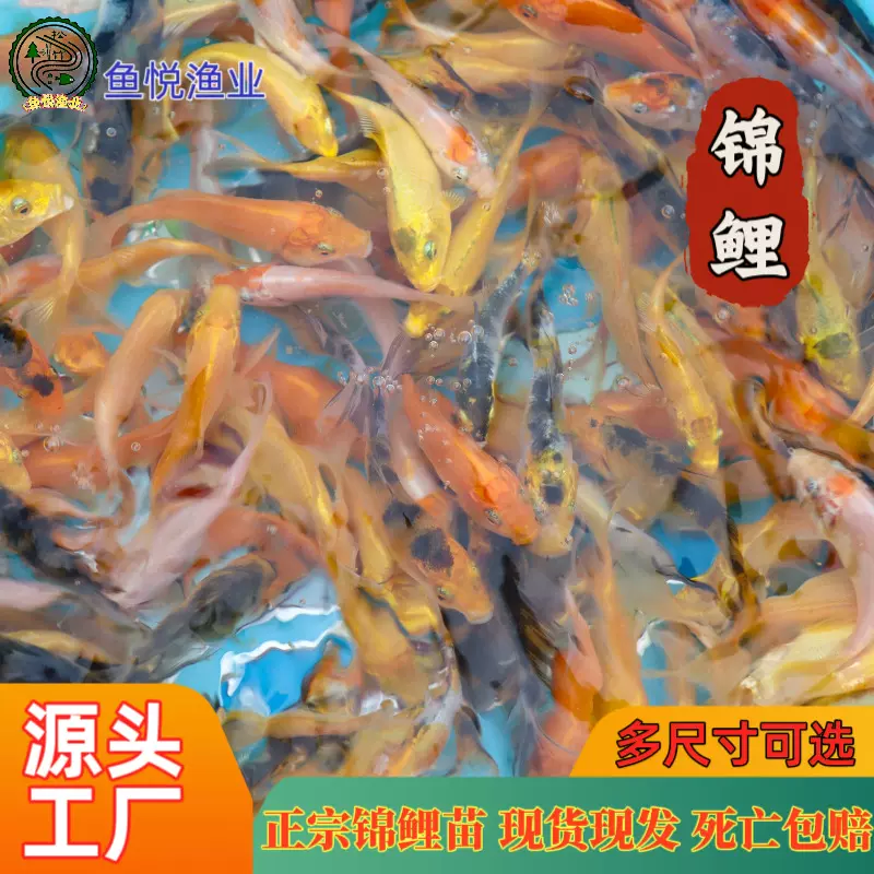 工厂直销锦鲤鱼苗观赏鱼红白锦里鱼三色锦鲤红草鱼黄金鱼批发活体