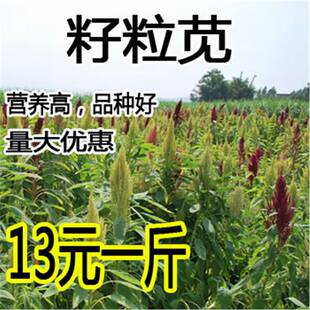 �M�������{�N�����ݺ�ǧ��ȸߵ���ι�u���Z�iţ������{���Ѳ���