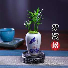 批发盆景掌中宝拇指好养罗汉松diy植物桌面盆栽迷你指尖家用微型